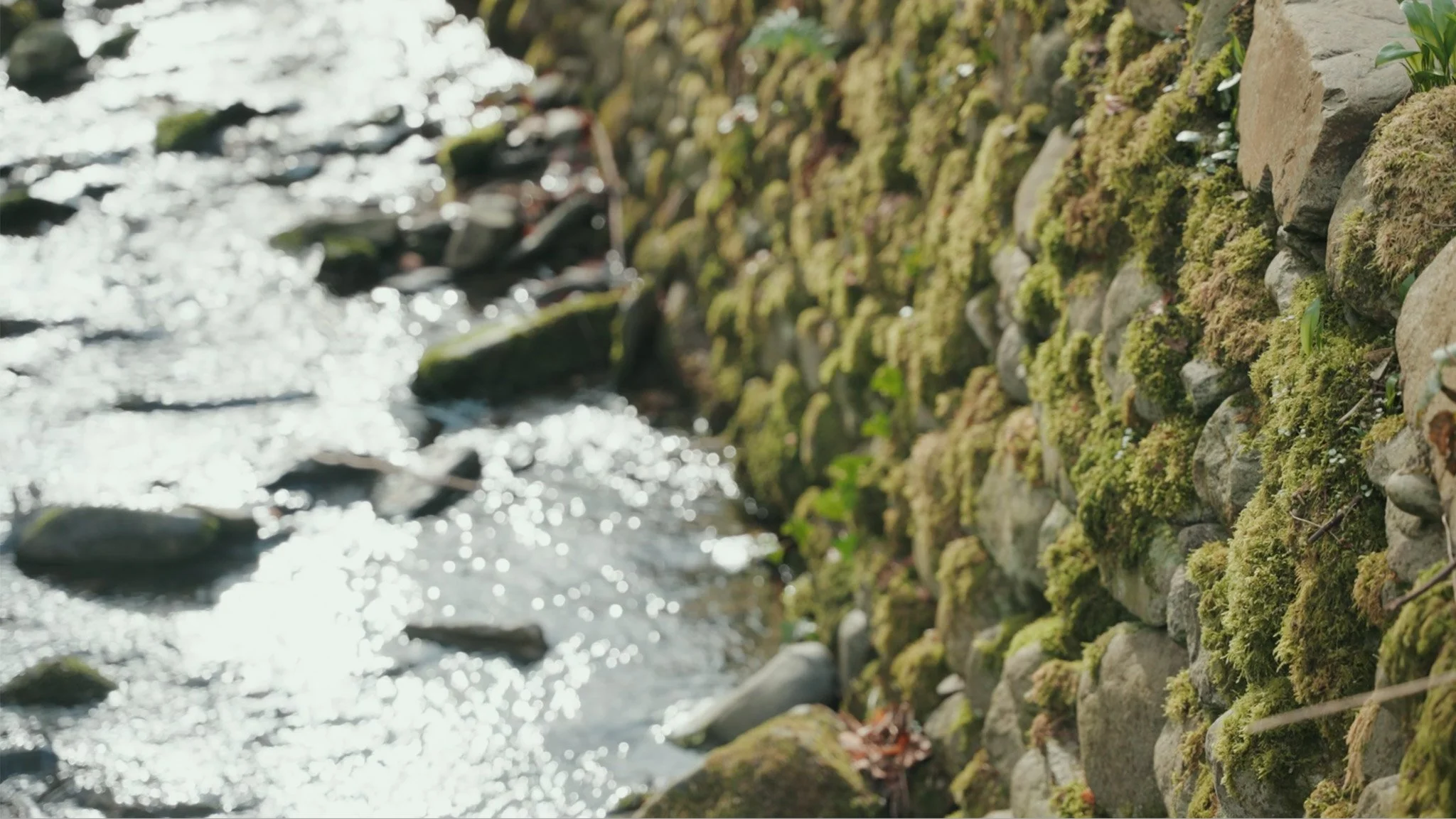 Nature for Health Denbighshire 2024 Screenshot 2026-01-05 at 14.50.21.jpg