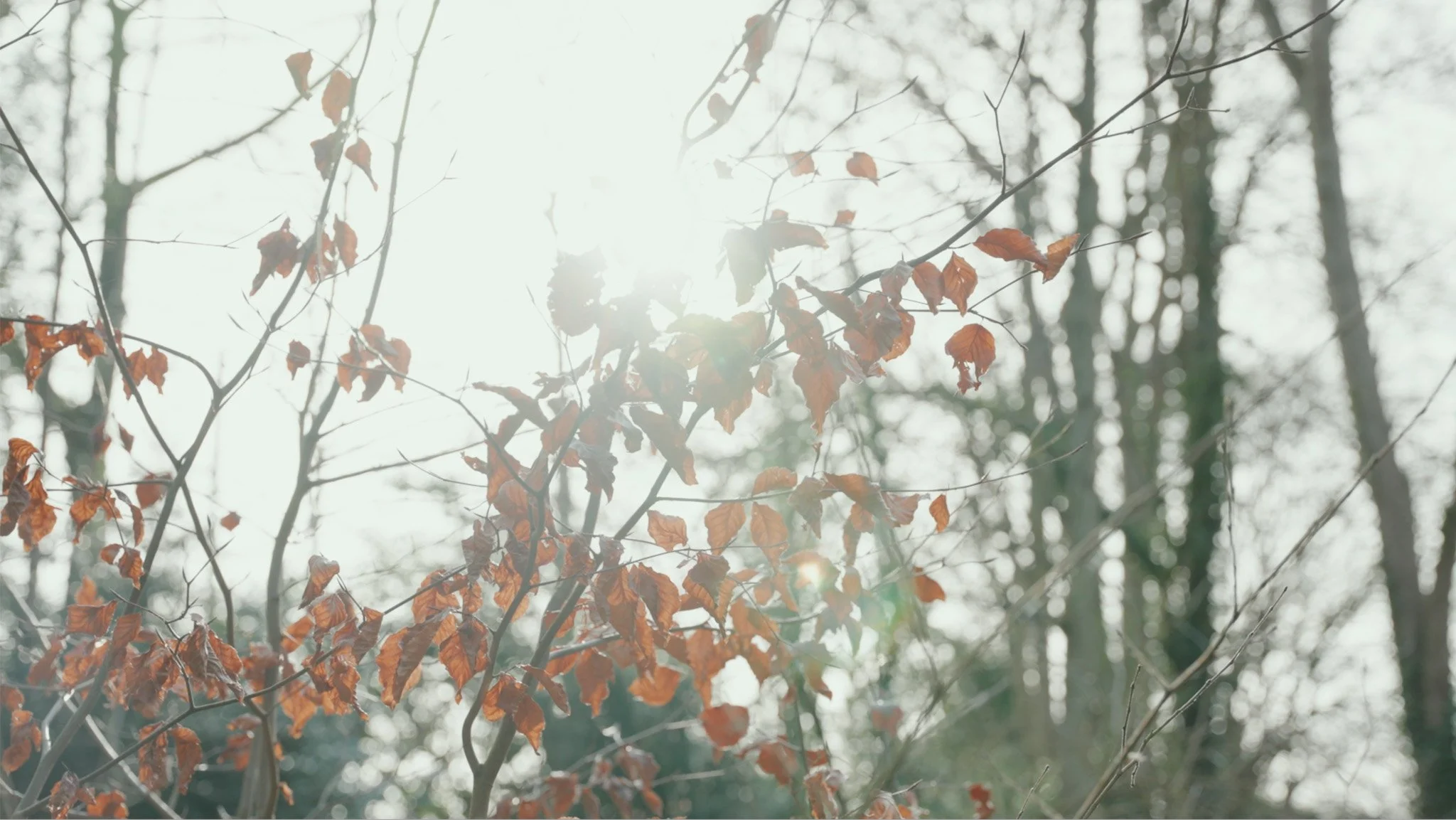 Nature for Health Denbighshire 2024 Screenshot 2026-01-05 at 14.51.09.jpg