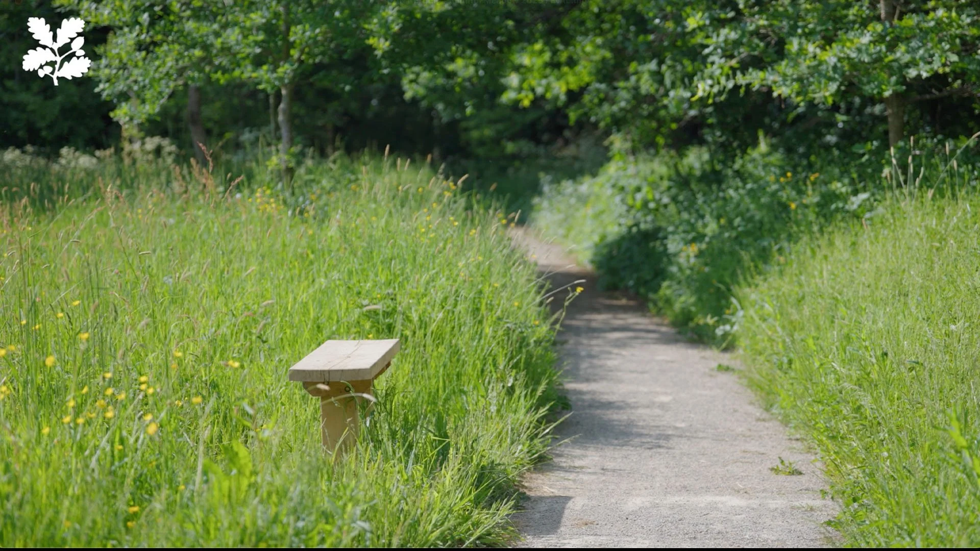 NT Erddig Mindful Meadow screen-04.jpg