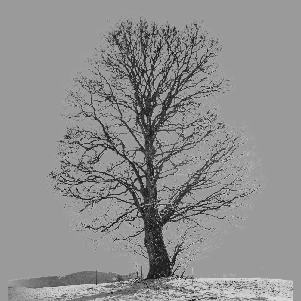 A leafless tree standing on snowy ground with a yellow-orange sky in the background.