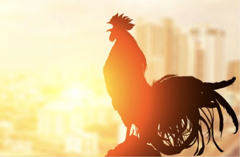 160. The cockerel is crowing!