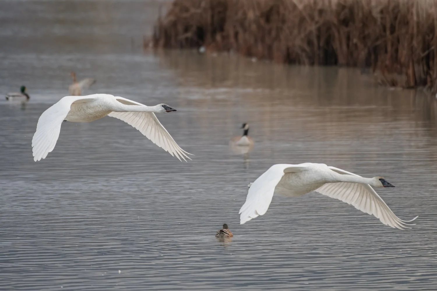 119. Flying together …