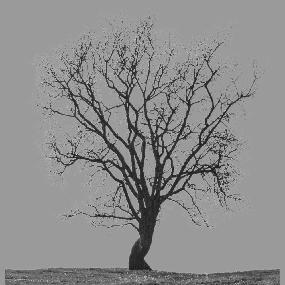 A purple silhouette of a leafless tree standing on a patch of ground against a light orange background.