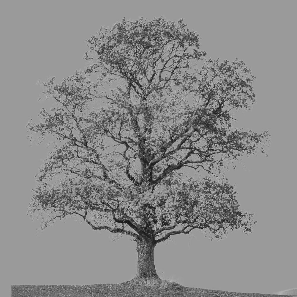 A stylized illustration of a large tree with purple leaves against a peach background.