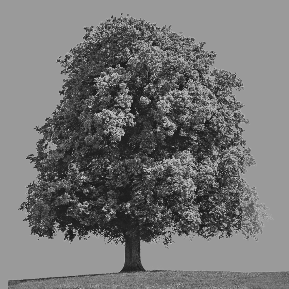 A digital illustration of a large, leafy tree with pinkish-purple foliage on a yellow background.