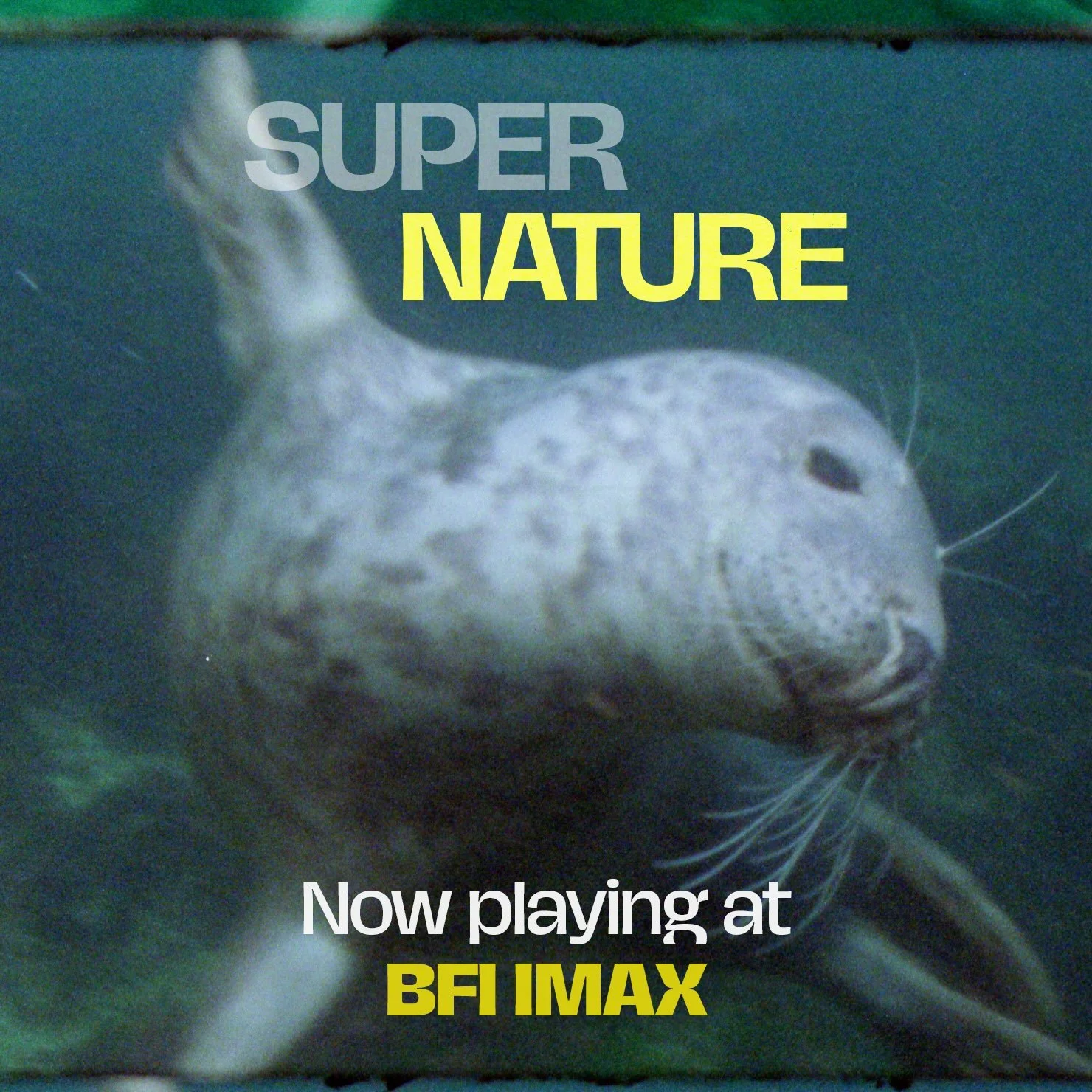 What an honour to show Super Nature last night at the BFI IMAX to a packed out audience. Thanks to all who came and made it a really special night. 🩵

The IMAX run continues through to 10th September:

Sunday 6th September - 1345
Tuesday 8th Septemb