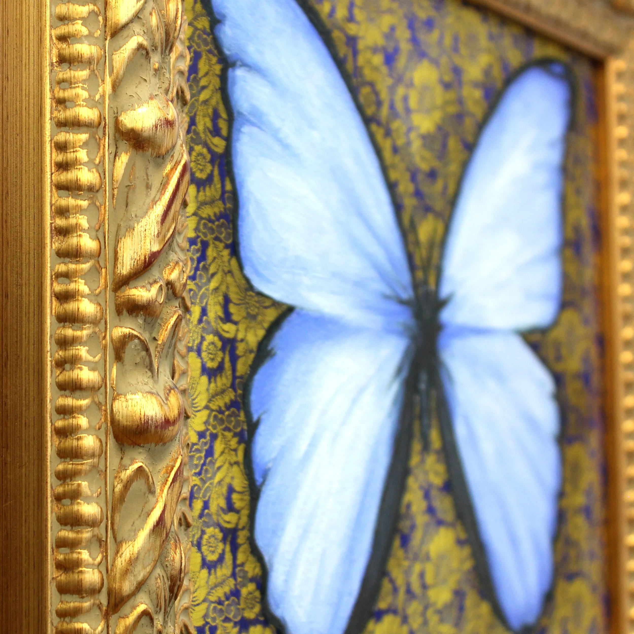 Morpho Didius_Detail02.jpg