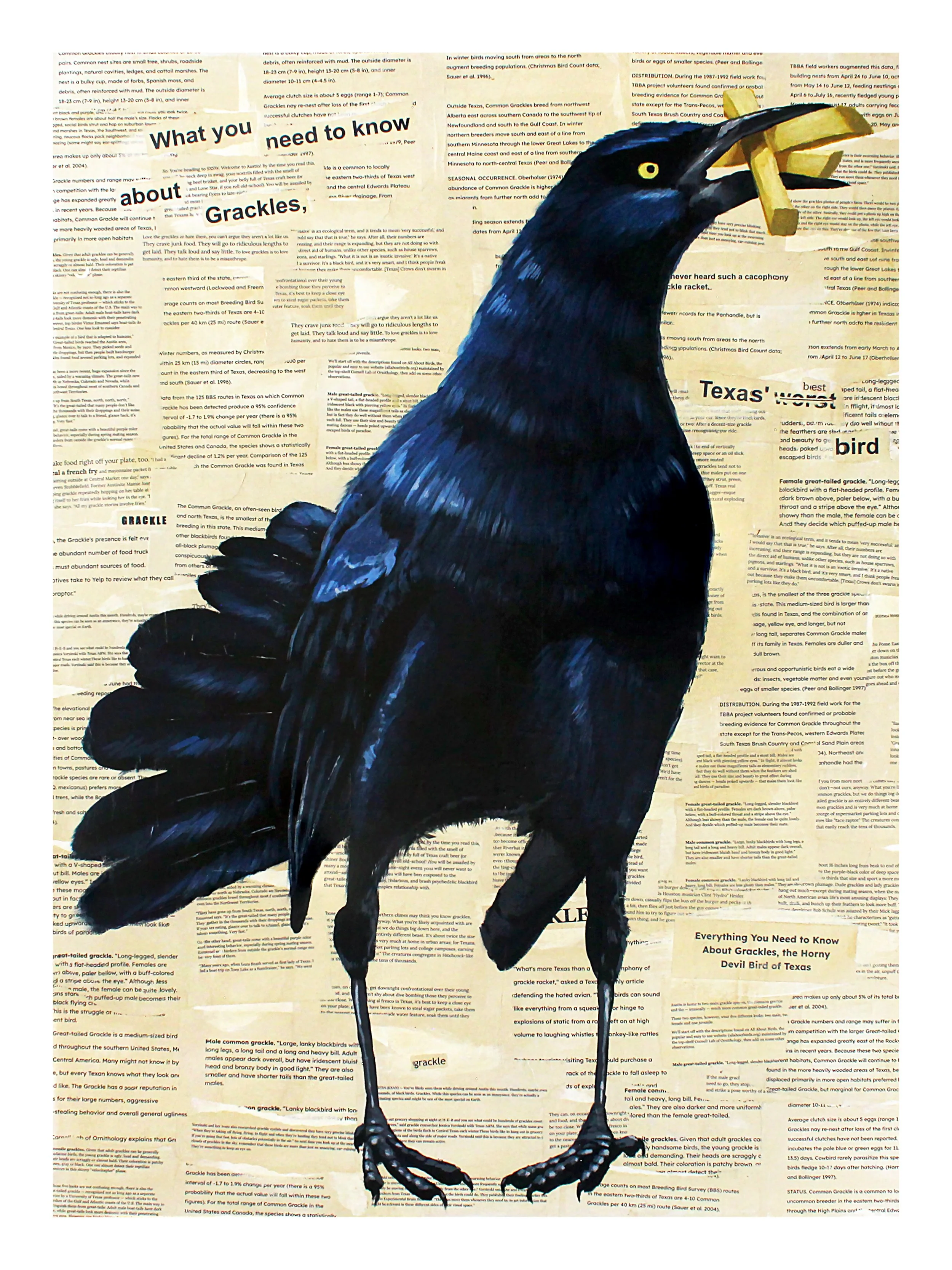 Grackle_9x12.jpg
