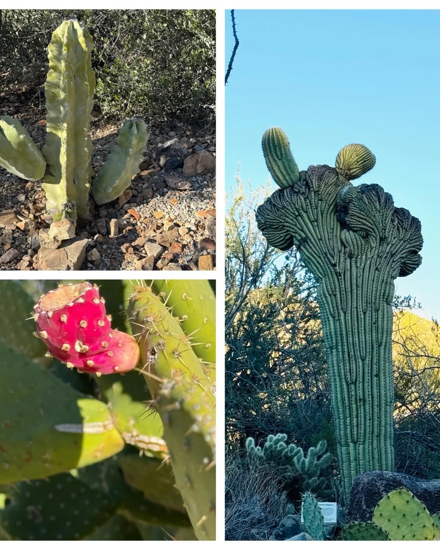 In Arizona visiting friends! The landscape is so amazing!!!!
#cactus #arizona #vacation #saguarodessert