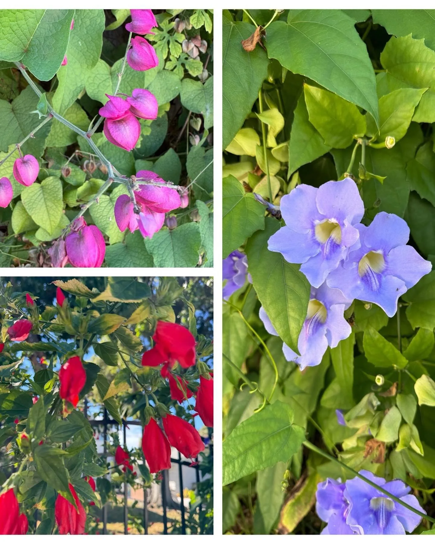On my morning walk! Beauty everywhere!
#flowers #florida #walk #nature