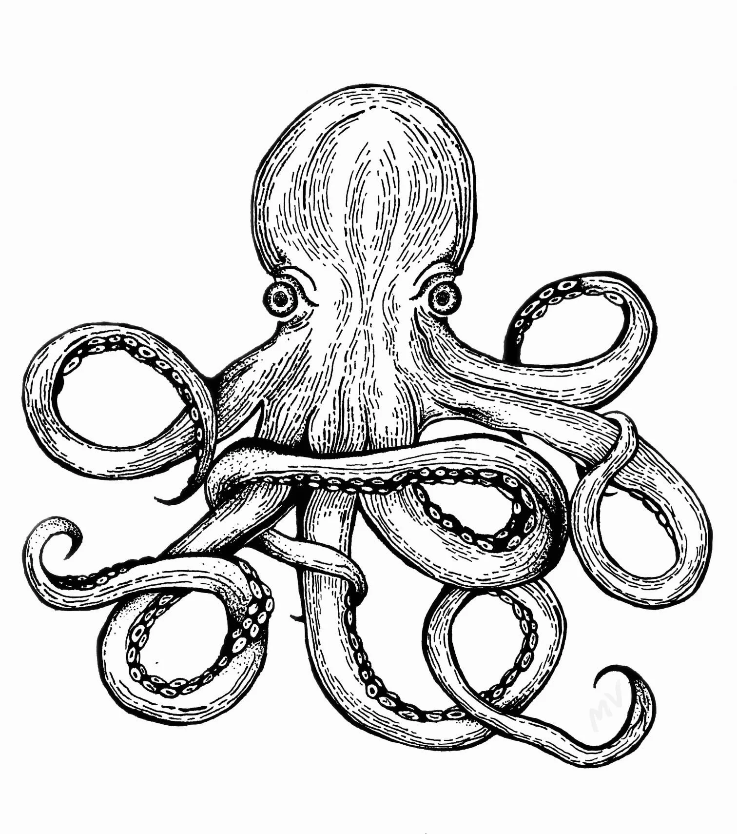Animal Illustration Collection