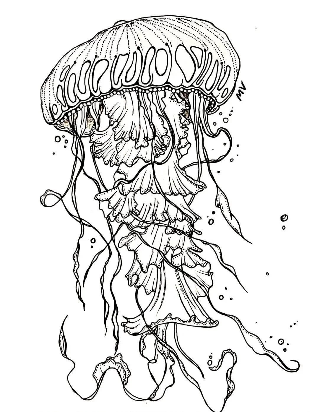 fineline-jellyfish-illustration.jpg