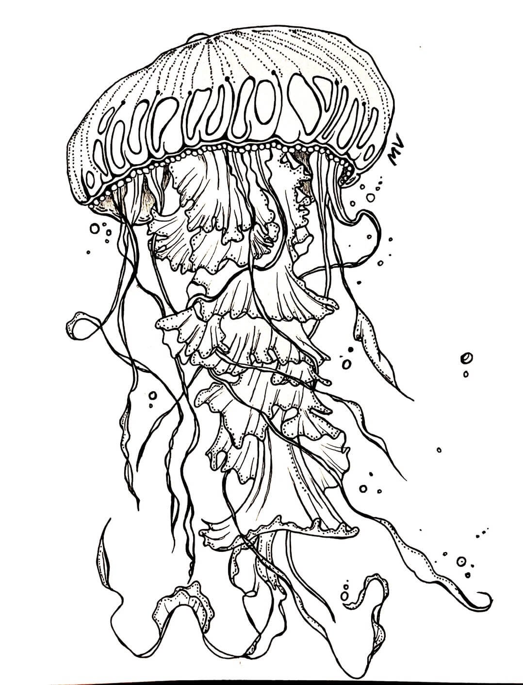 Jellyfish Illustration