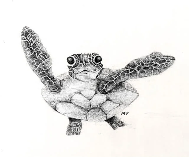 Sea turtle illustration