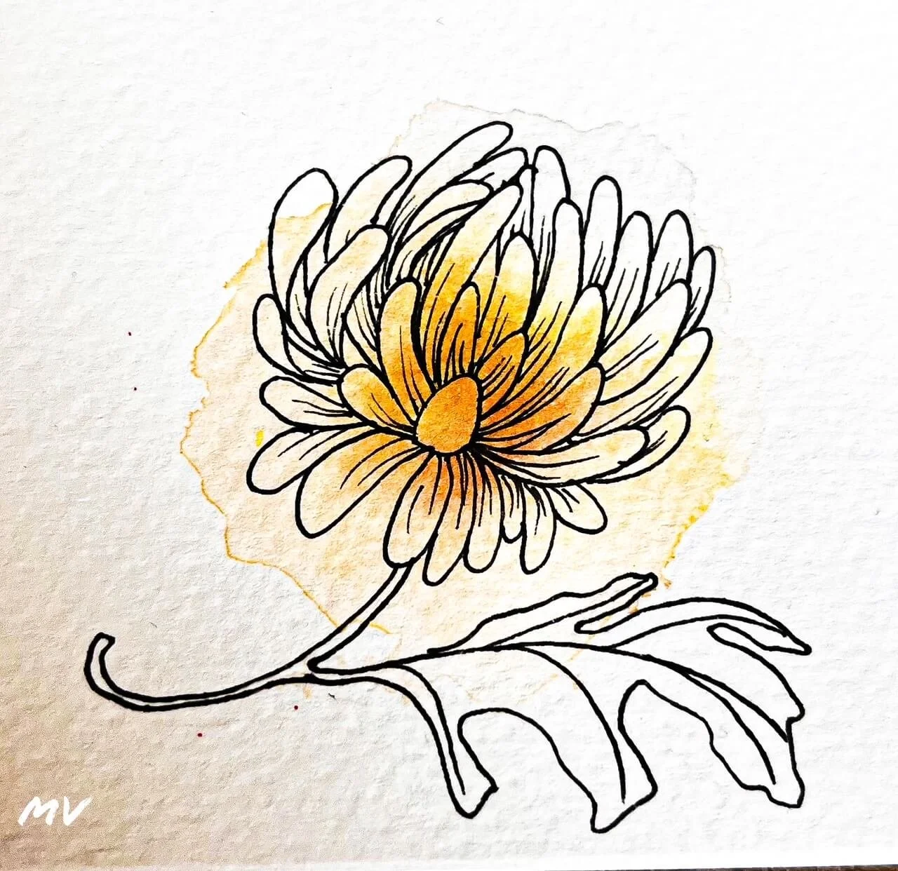 Chrysanthemum floral Illustration