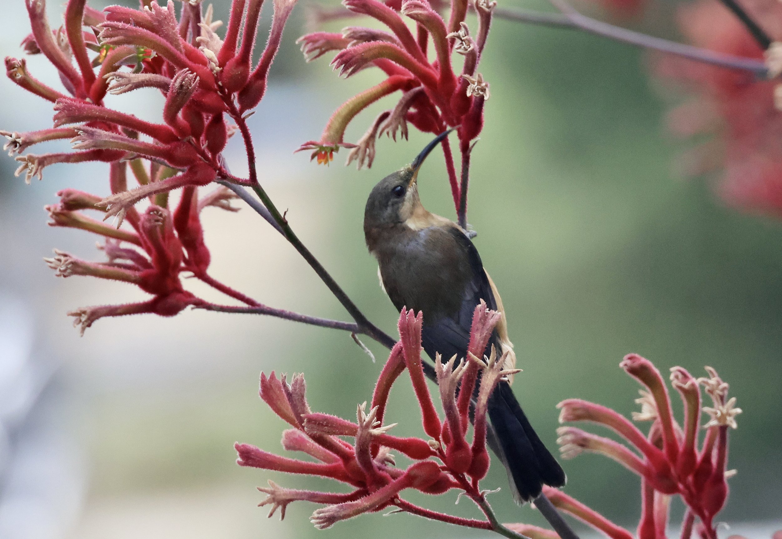 Eastern Spinebill.JPG