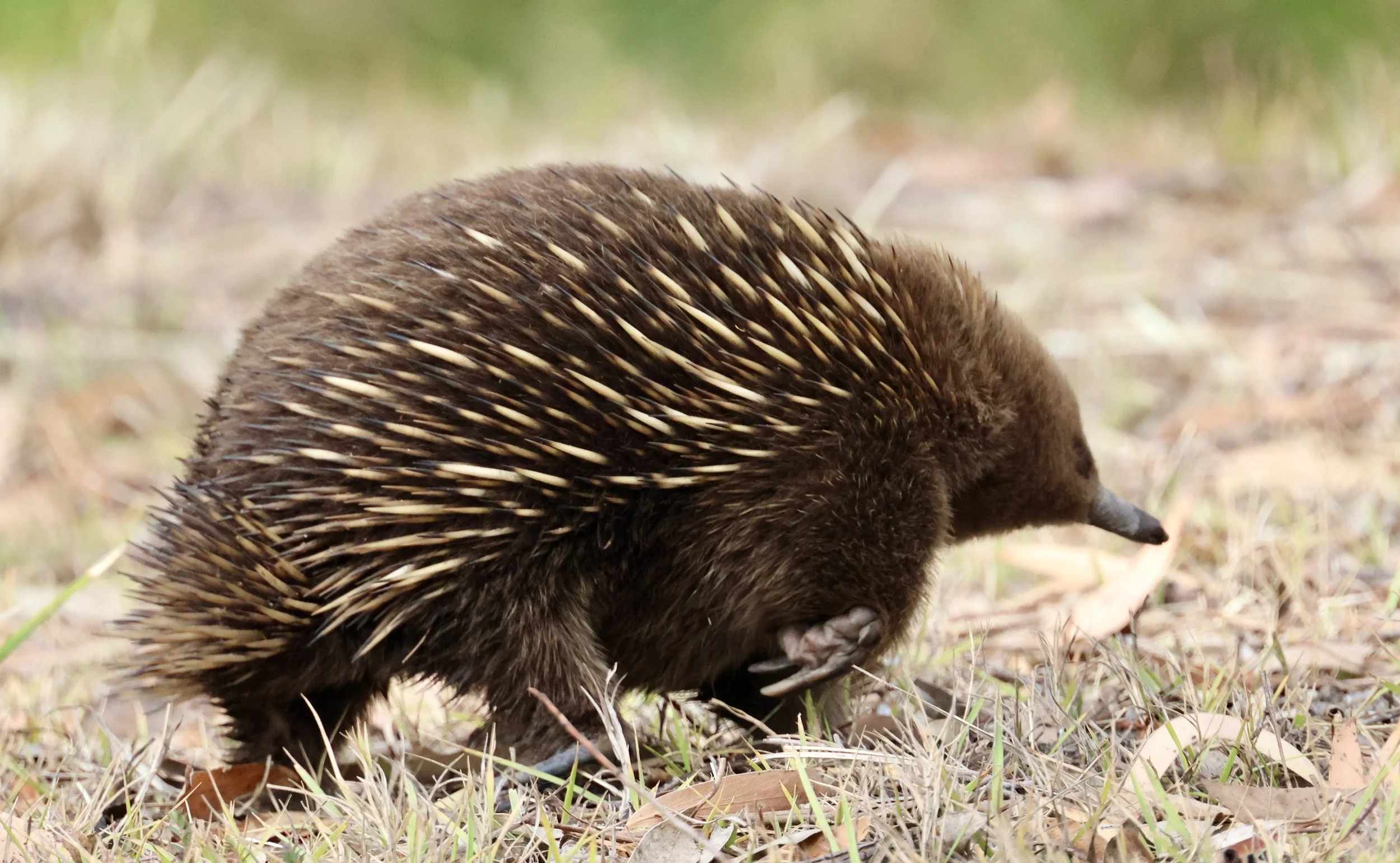 Echidna a.JPG