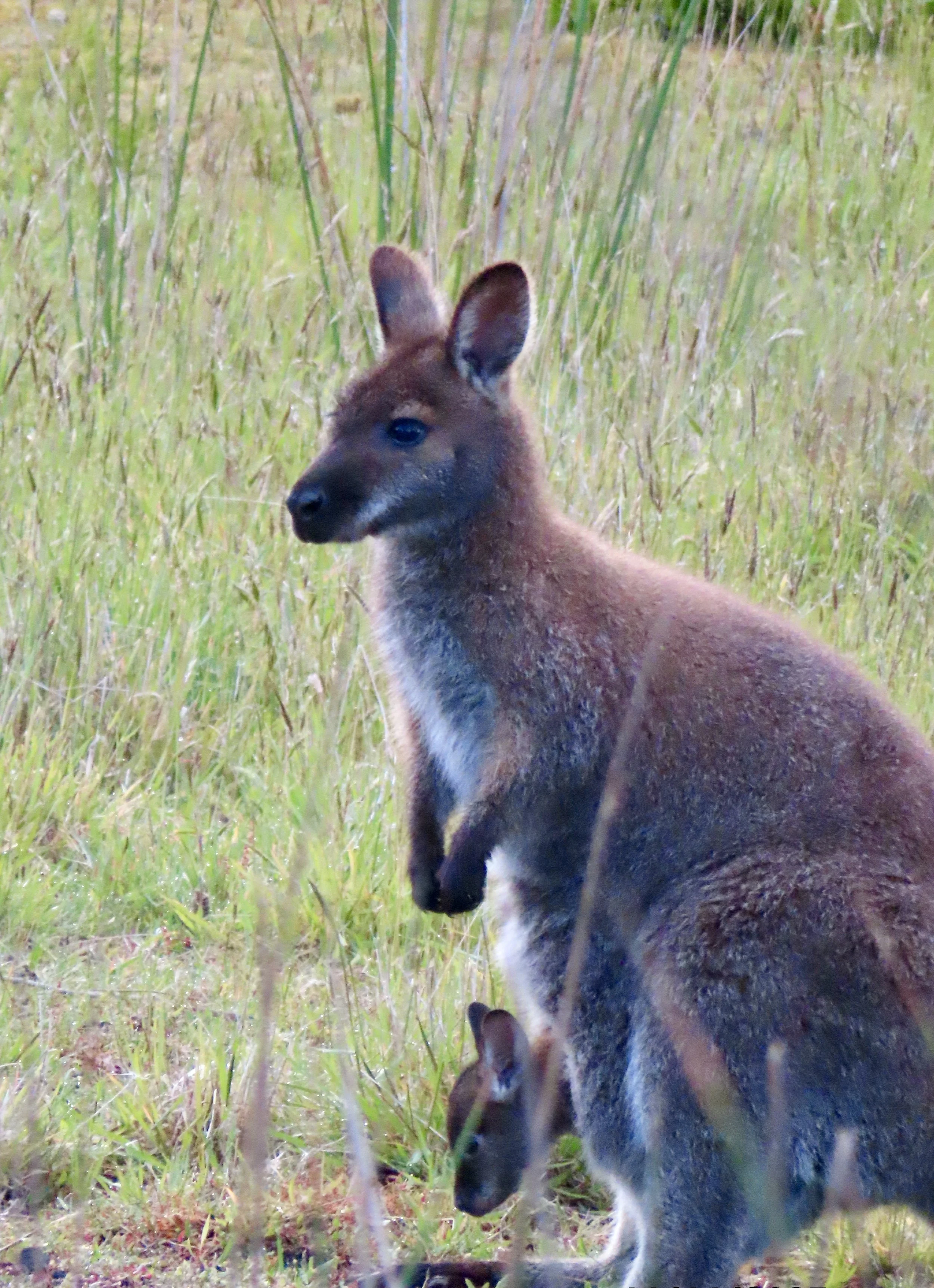 Wallaby.JPG