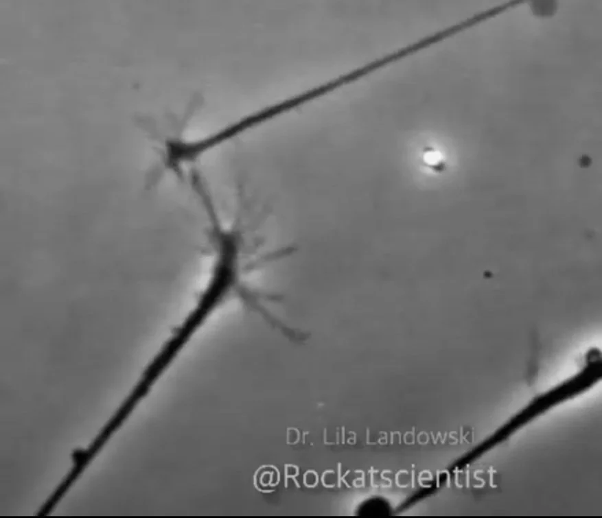 🧠 Une poignée de main neuronale... capturée par hasard !

