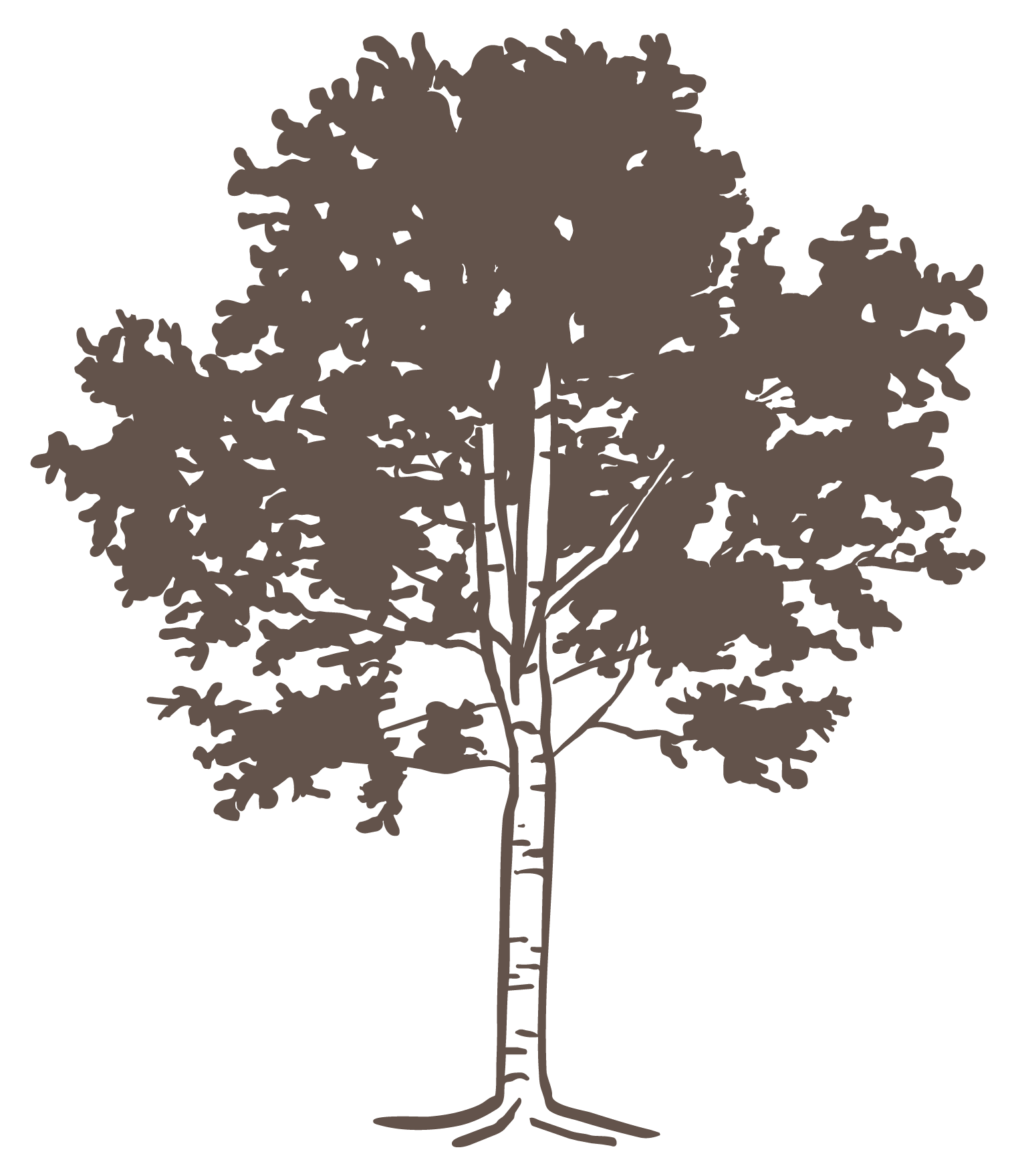 A line drawing of a tall tree with a straight trunk and a wide, rounded canopy of leaves.