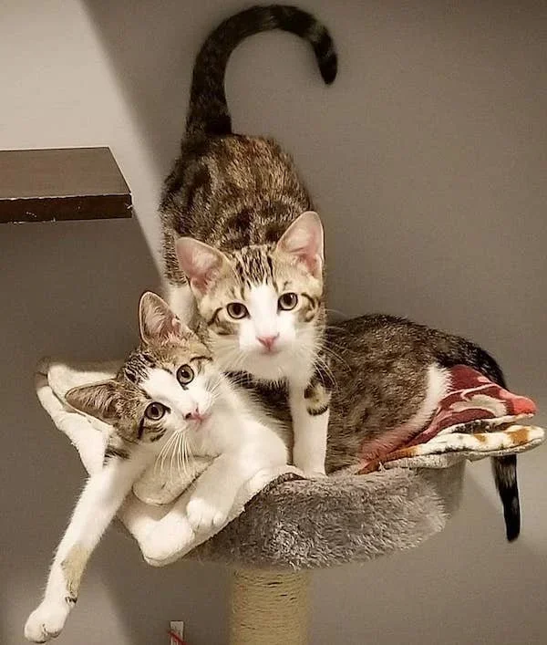 Impact Volunteering: The cat house