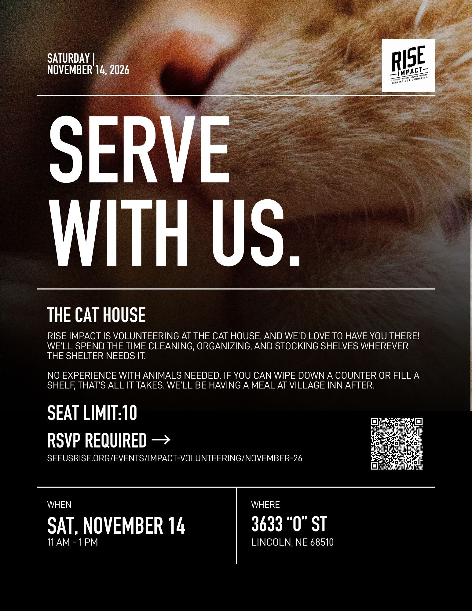 Impact Volunteering: The Cat House