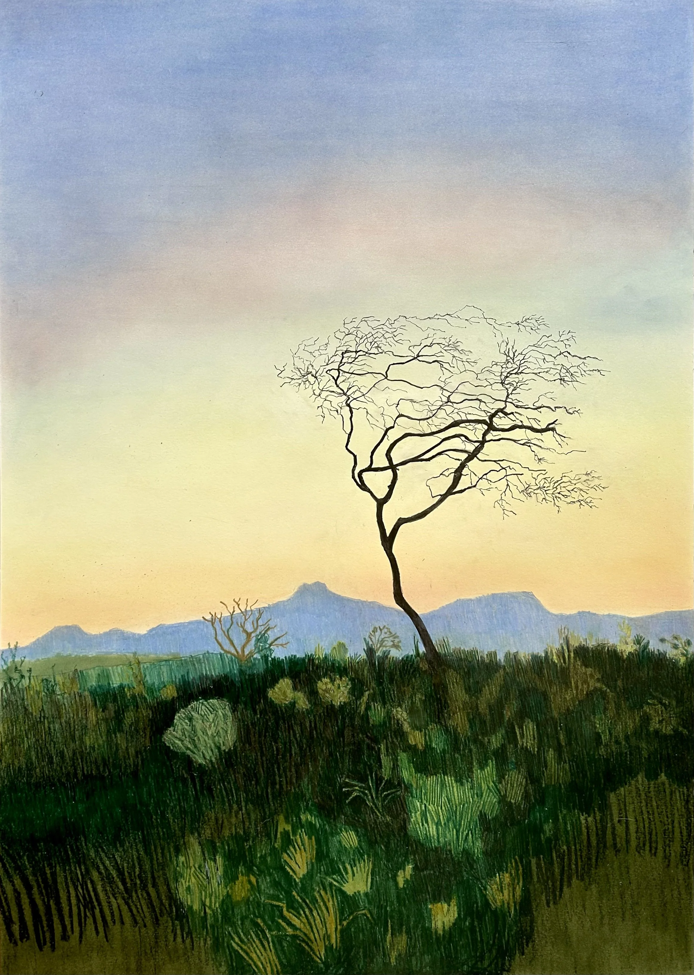 Naked tree on the plain, 2024