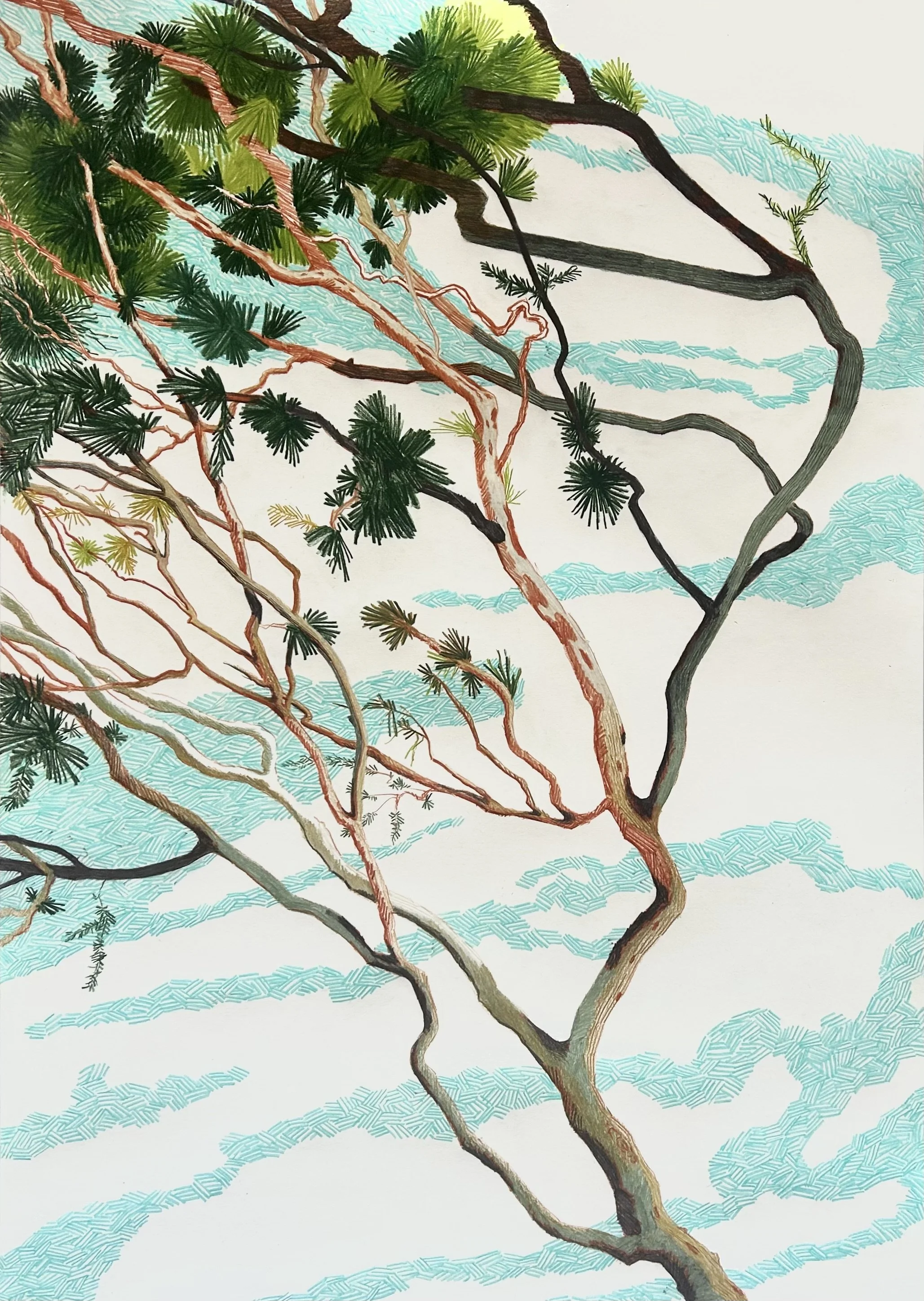 Tree and sky 2026.jpeg