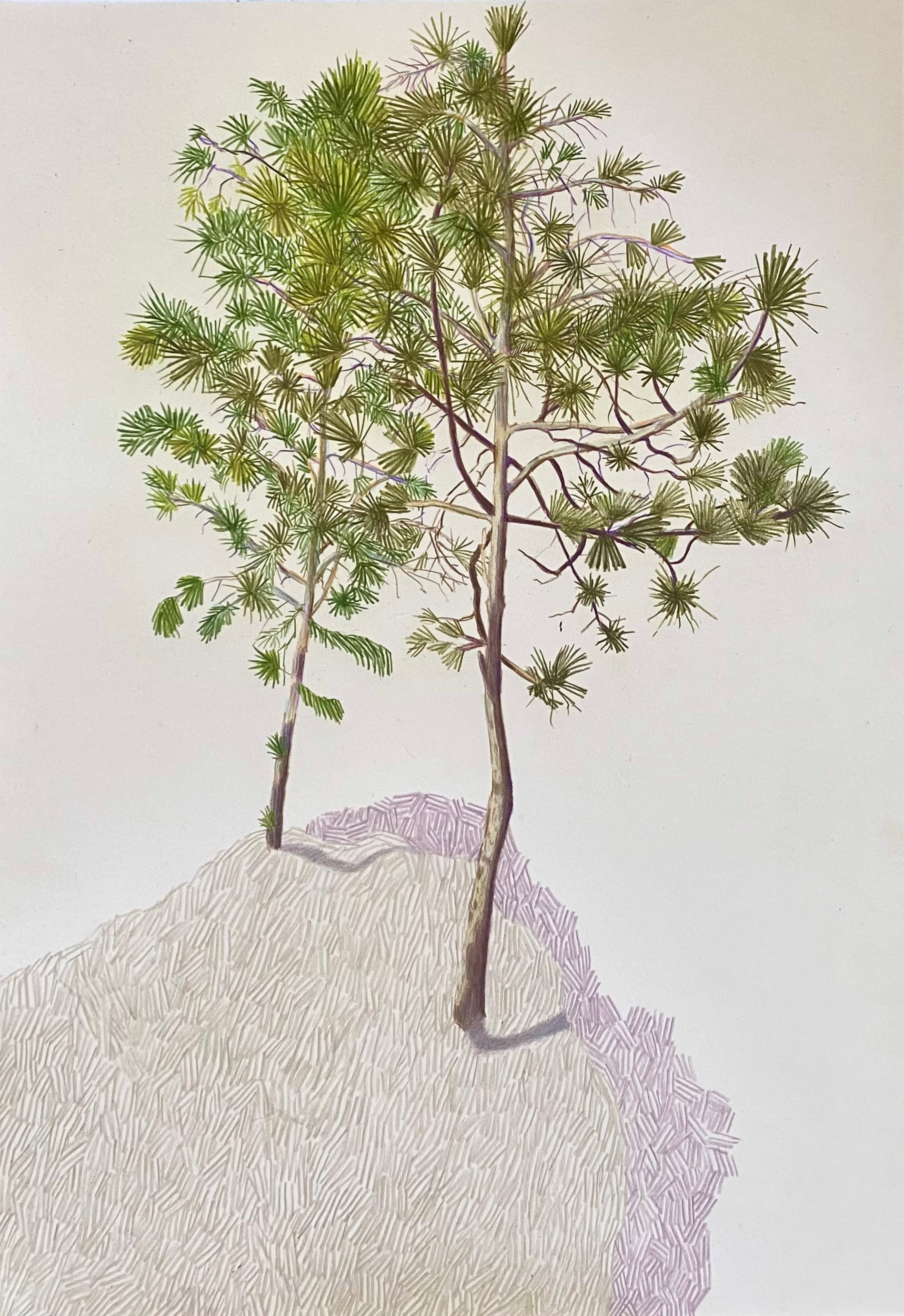 Two pines on a mountain top, 2023.png