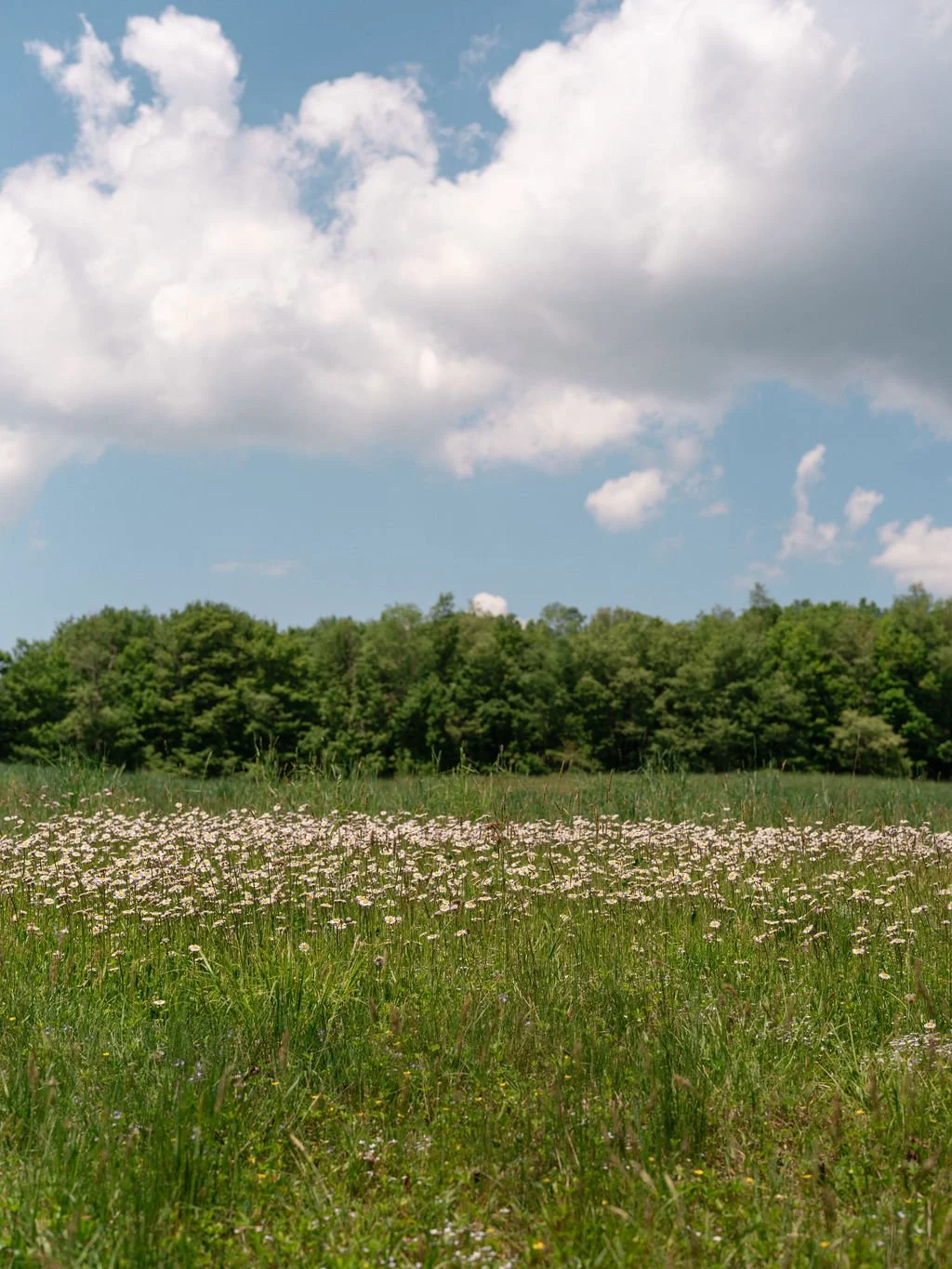 HemlockNeversink_5_2024_124.JPG