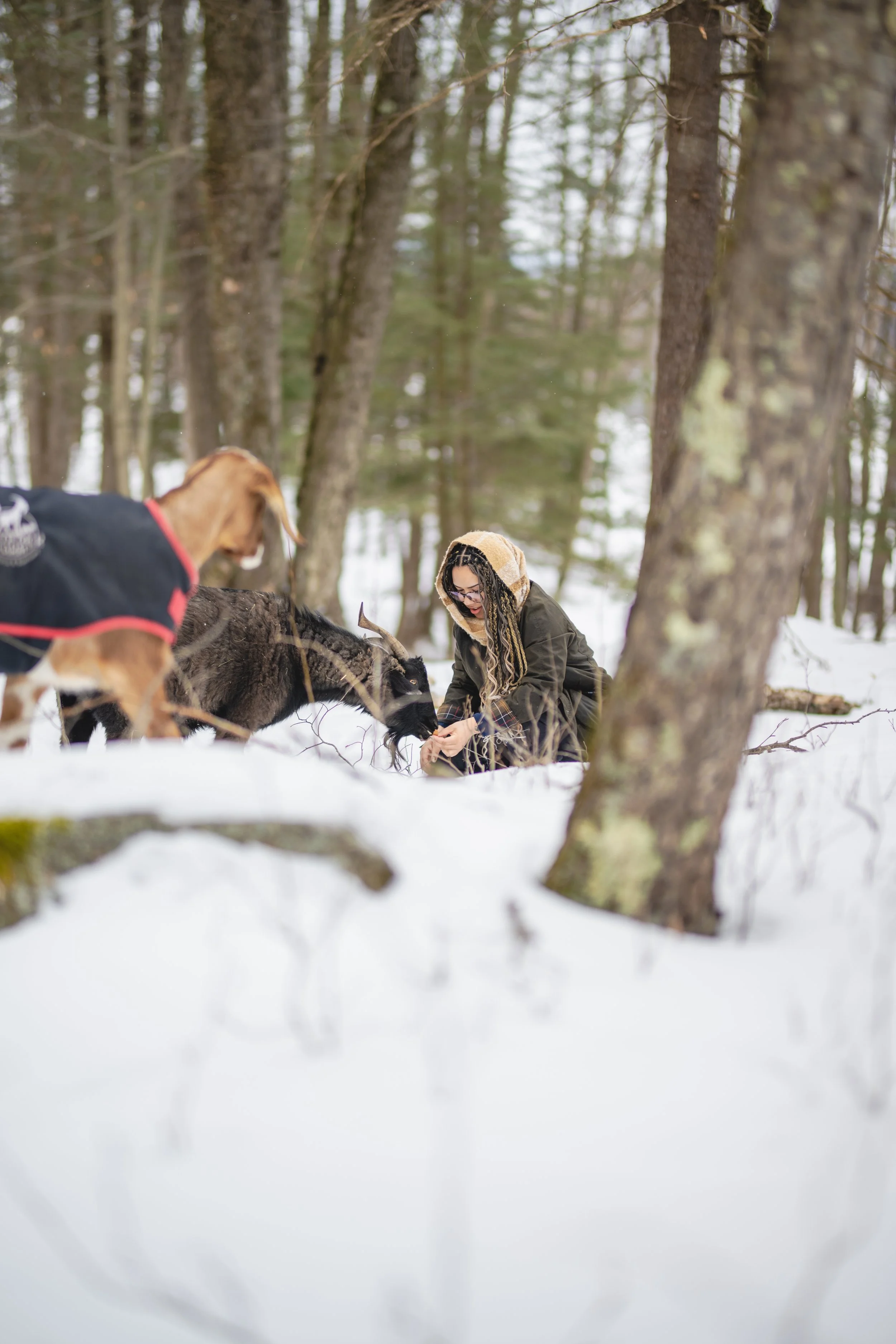 Snowy trails with goats