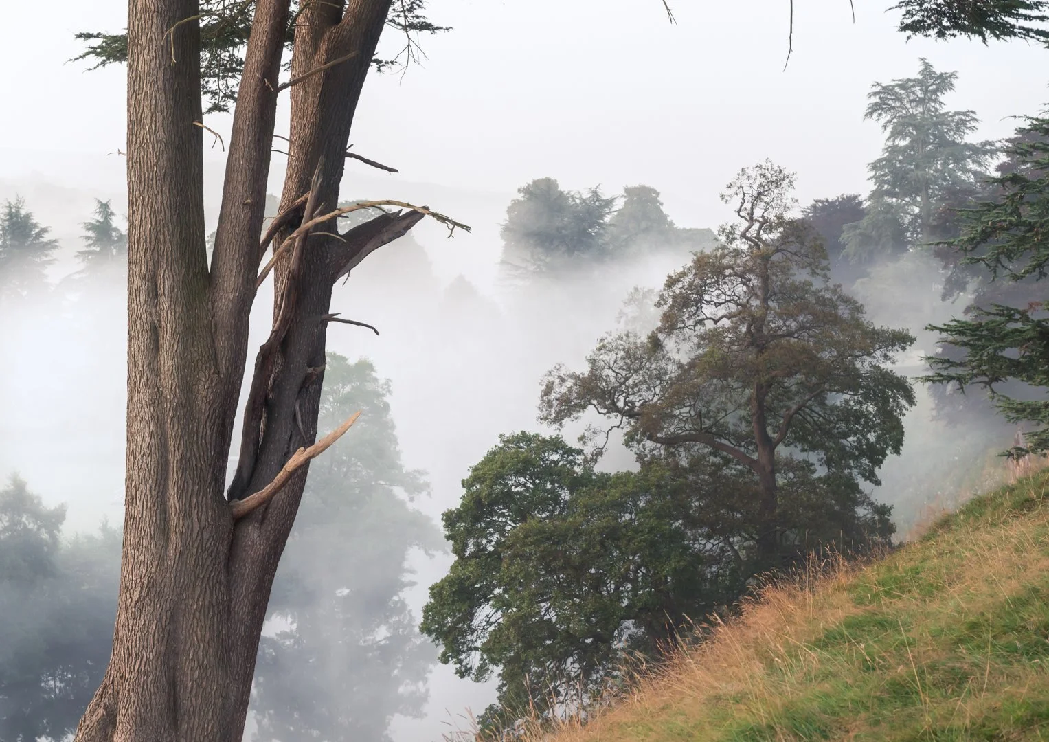 Chatsworth Fog William Hickie Print.jpg