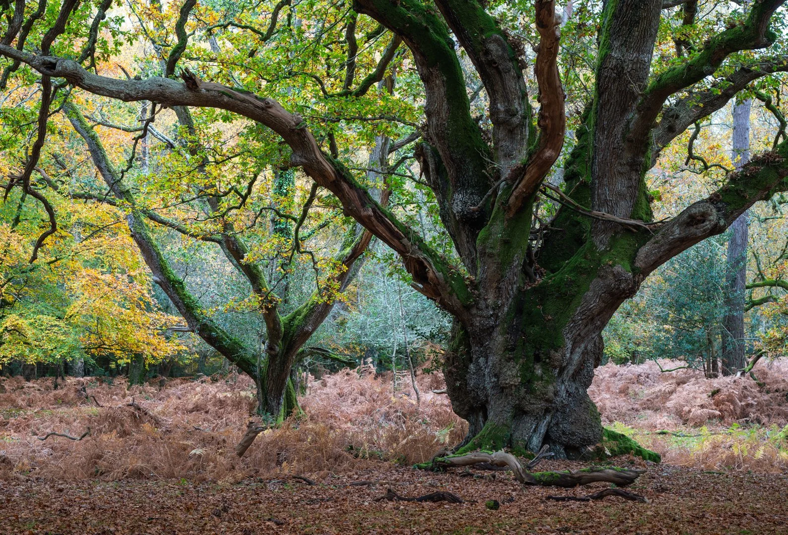 New Forest by William Hickie_1.jpg