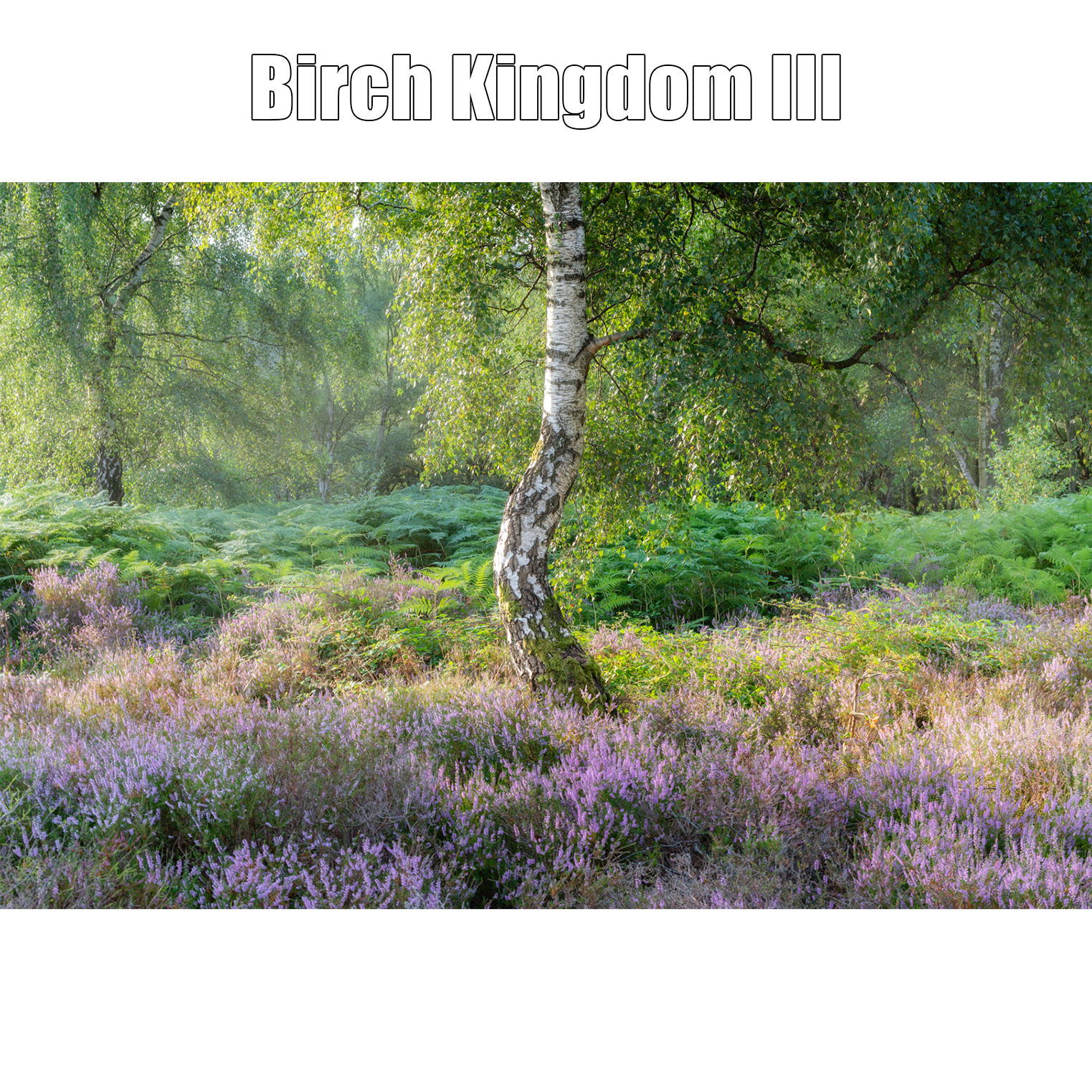 Birch Kingdom III Proof Print.png