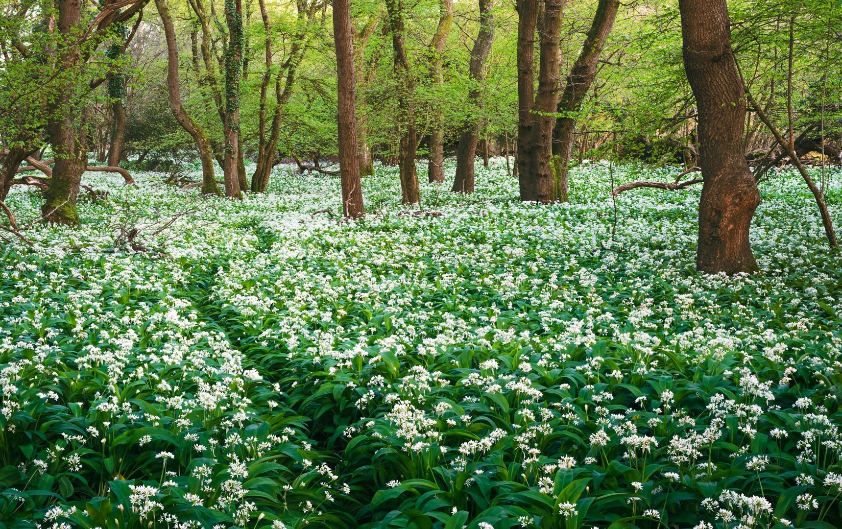 Forest with green trees and white flowers covering the ground.
