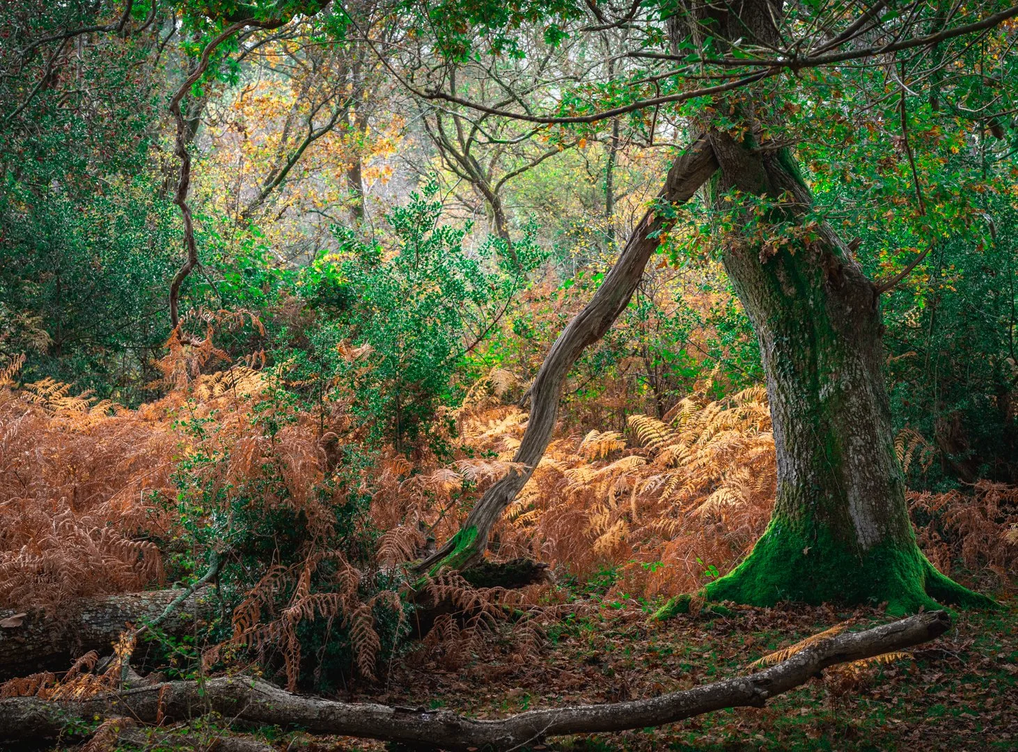 new forest 2025 autumn by william hickie2.jpg