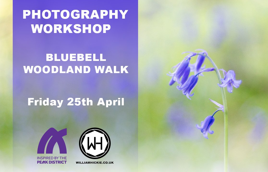 Bluebell Woodland Walk