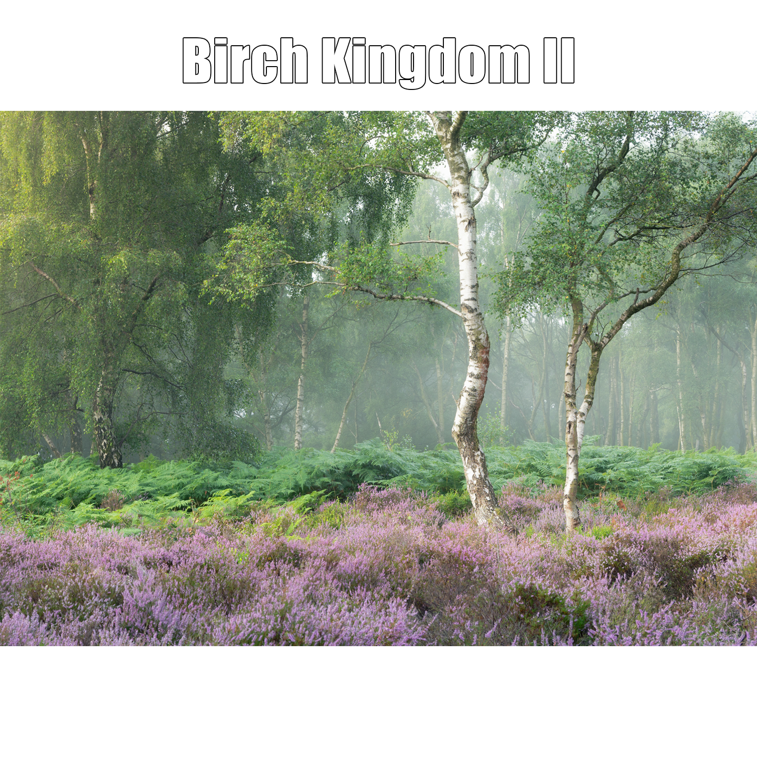 Birch Kingdom II proof print.png