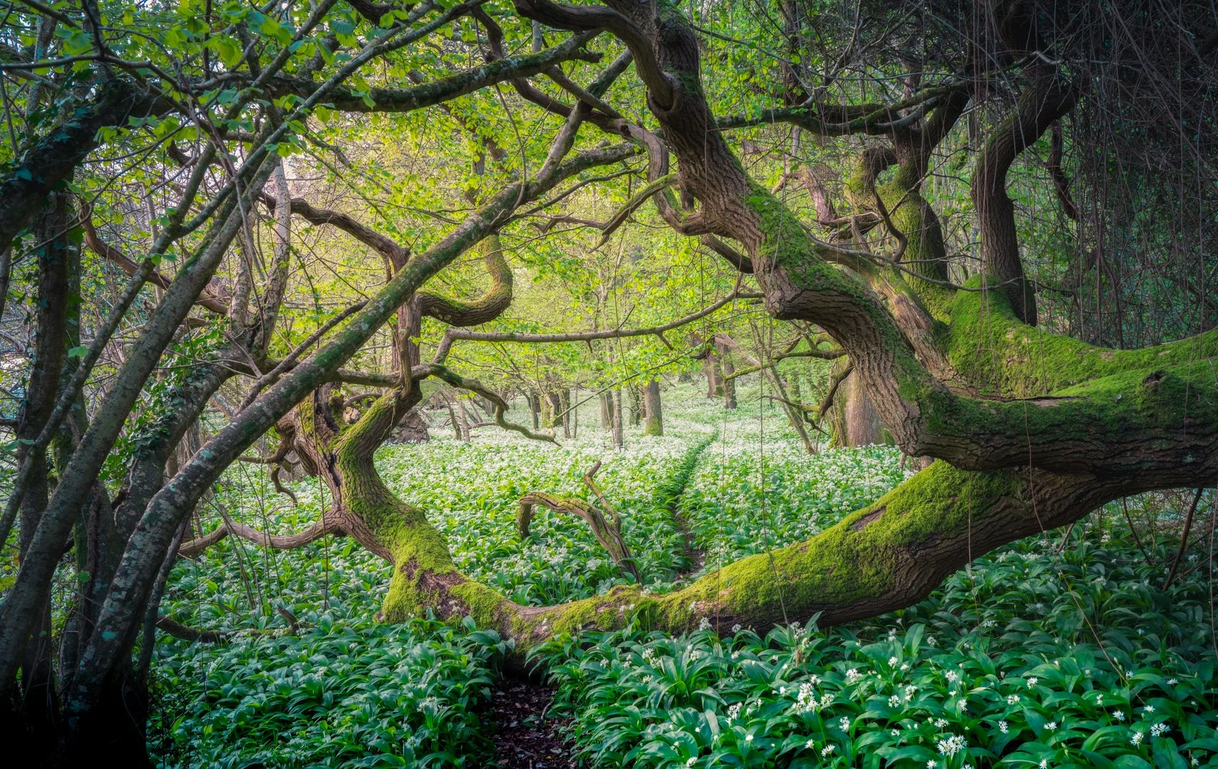 A lush green forest scene with twisted moss-covered trees and a carpet of white flowering plants on the forest floor.