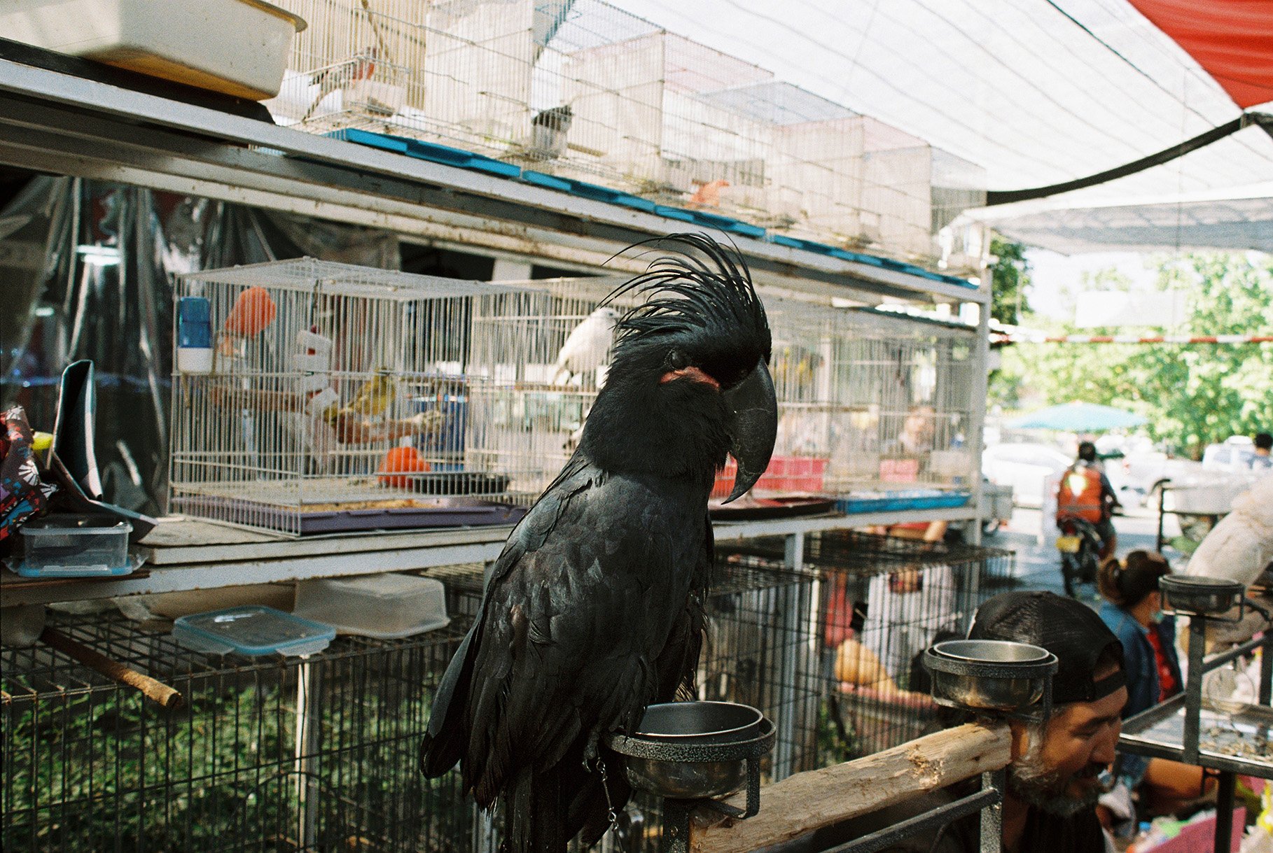 000018bird.jpg