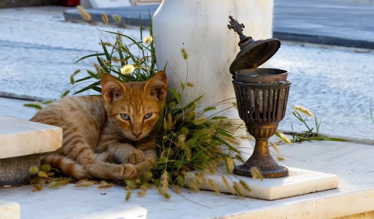 thumbnail_cats in athens-8.jpg