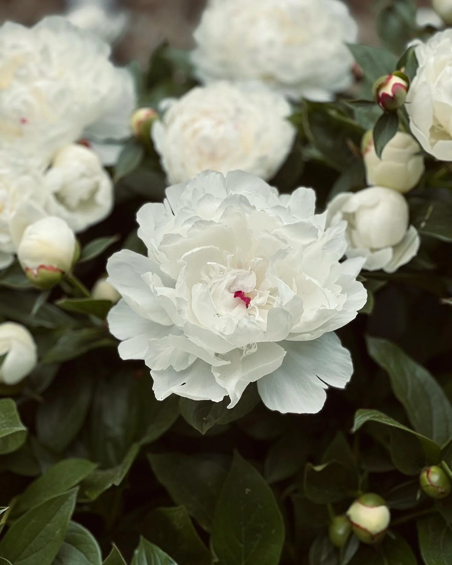 Hello my lovlies
&hellip;
#sedgwickchronicles 
#peonies