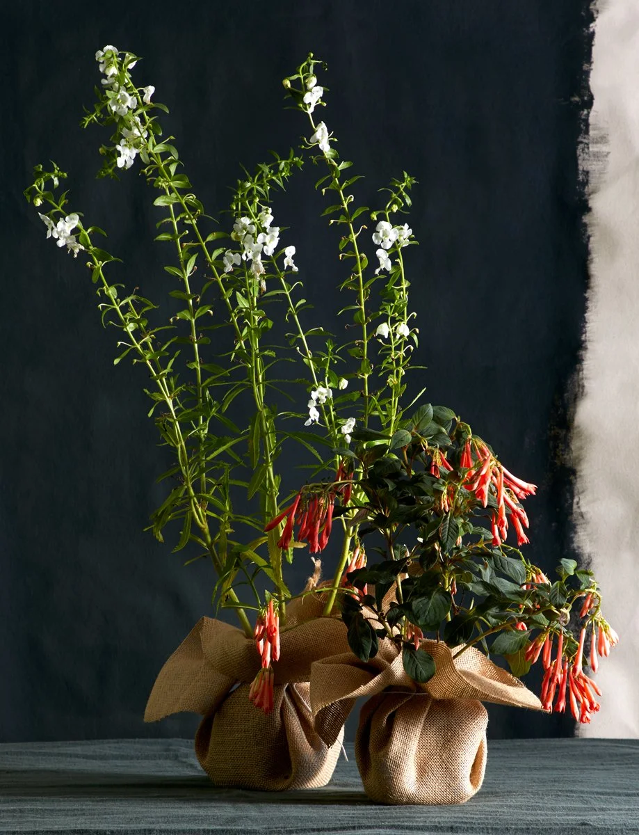 VER0319-ChelseaFlowerShow-314_v1-web.jpg