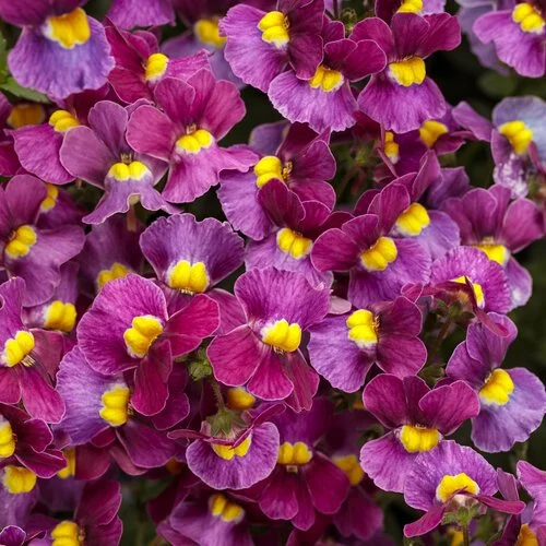 nemesia aromance mulberry purple yellow flower