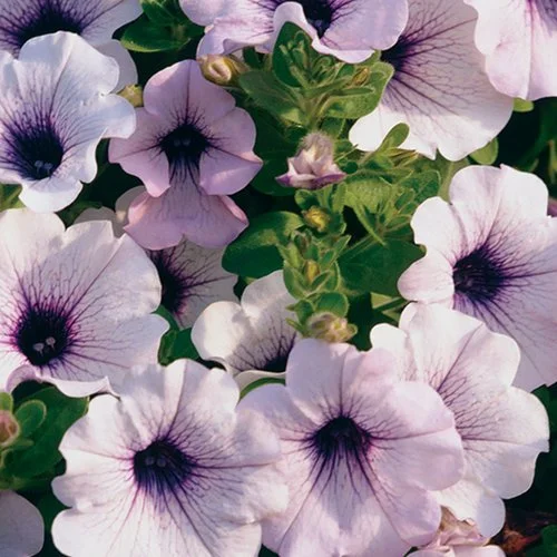 Supertunia Blue Vein white flower with purple center