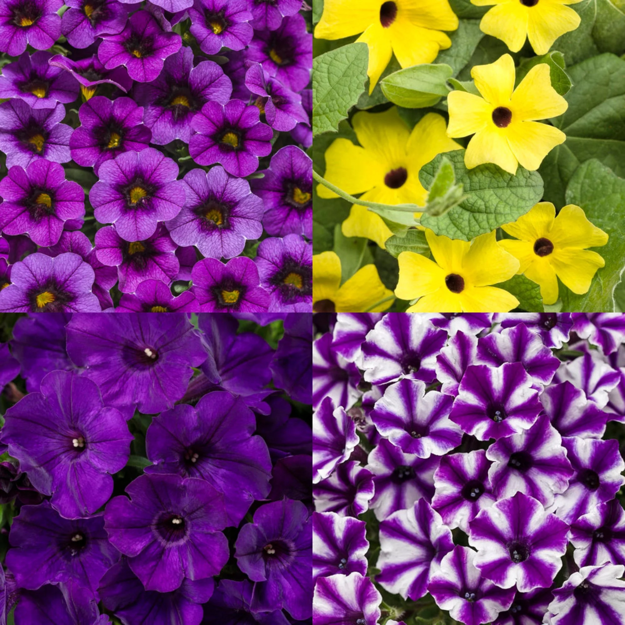 velvet punch flower basket mix.jpg