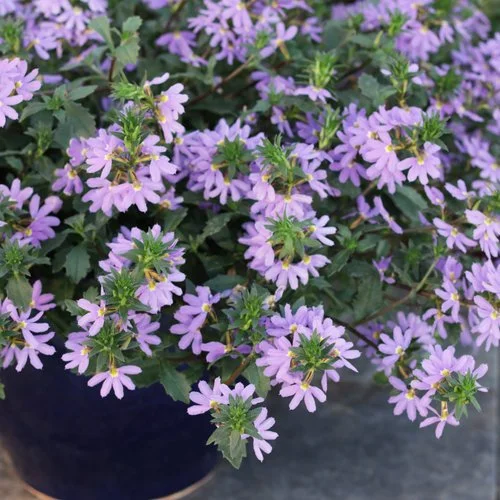 whirlwindblue flower