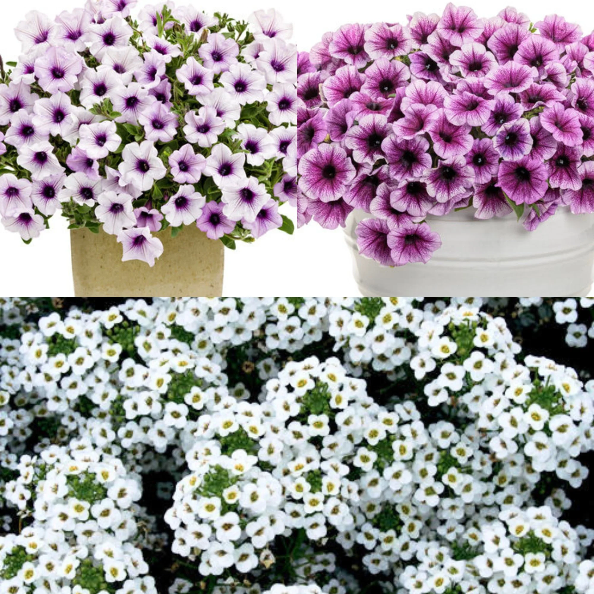 grape kiss flower basket mix.jpg