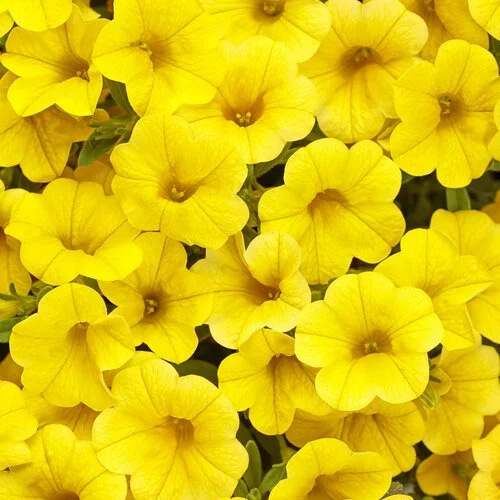 superbells_yellow