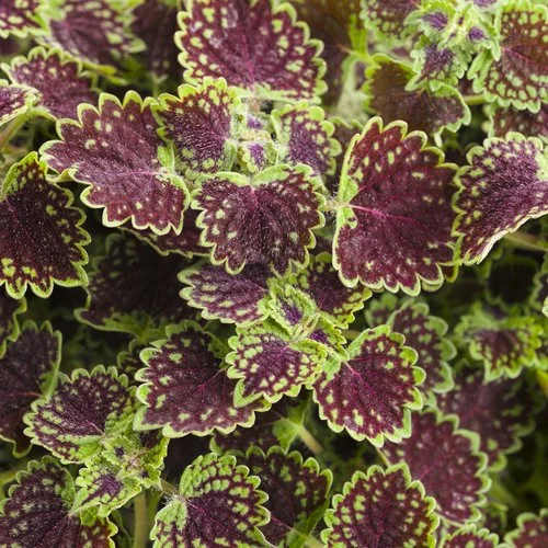 chocolate drop coleus red and green leafy plant